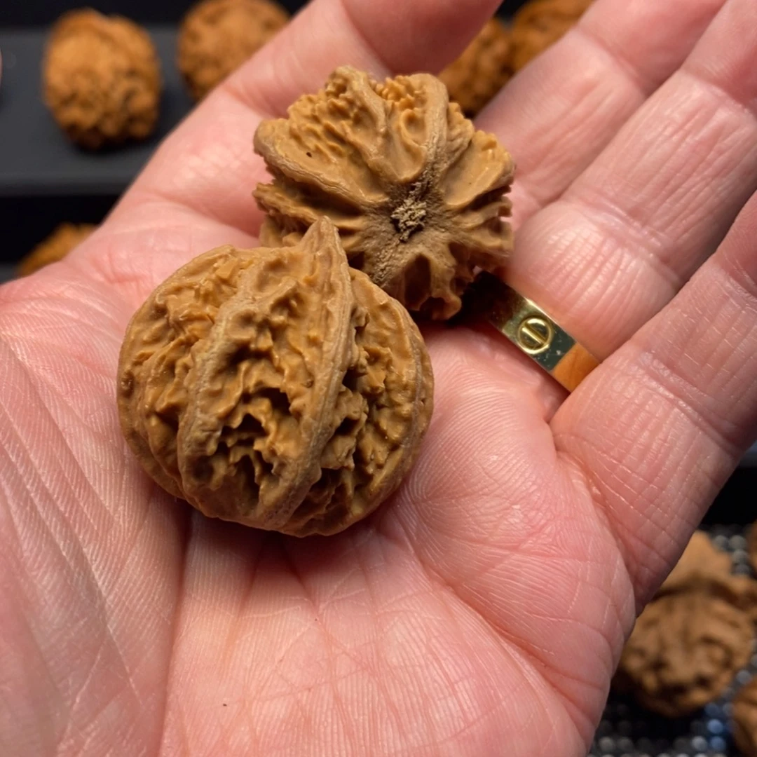 手串/手链核桃秦岭森林茂密地栖息