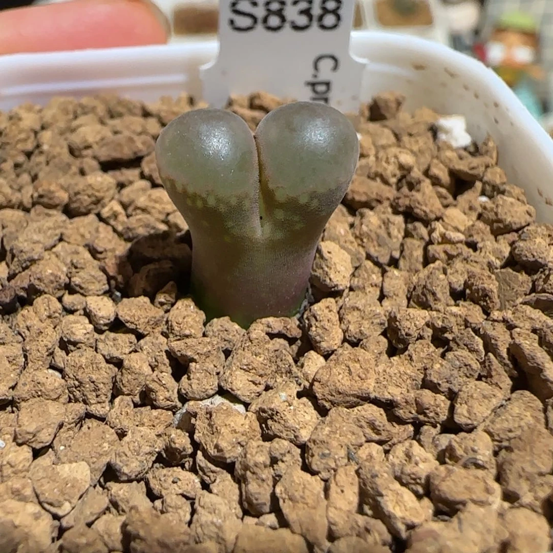 肉锥多肉植物组合-黑眼598