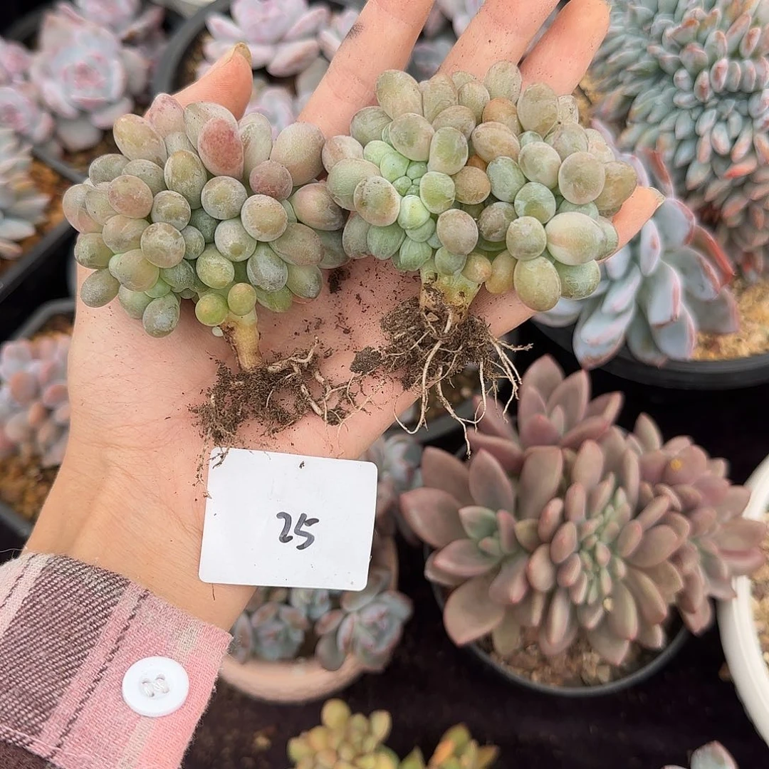 两颗汤圆缀化一物一拍25