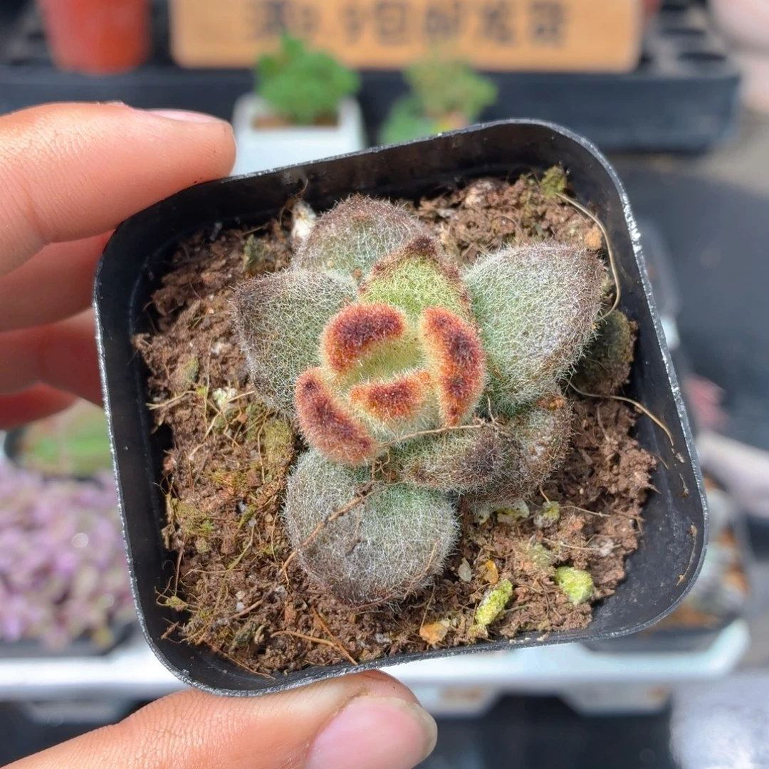 泰迪熊多肉9.9包邮发货