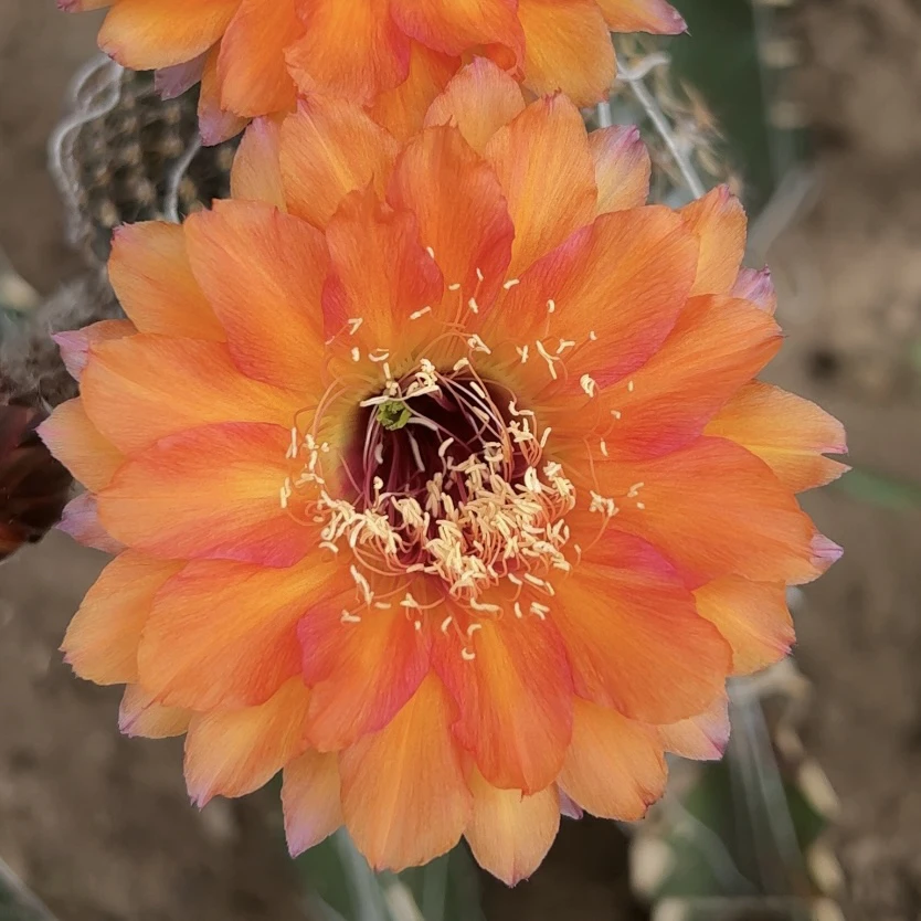 开花仙人球 彩草超女 无根侧芽 两单包邮