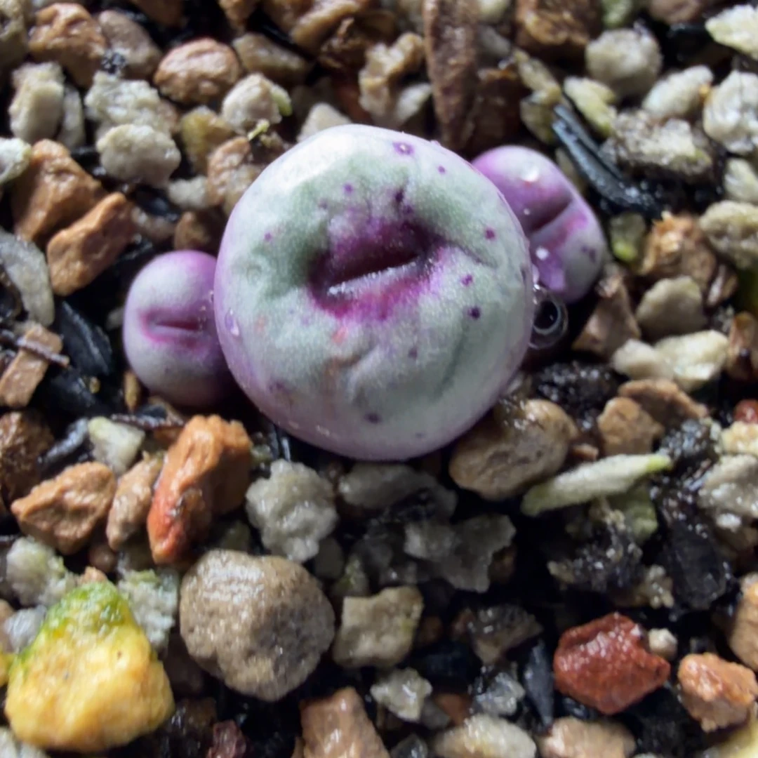 427精品嘴3头福利725号