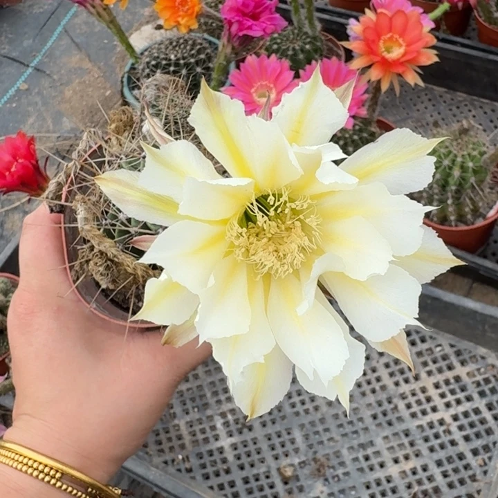 357实生彩草瘦脱土掰花斑