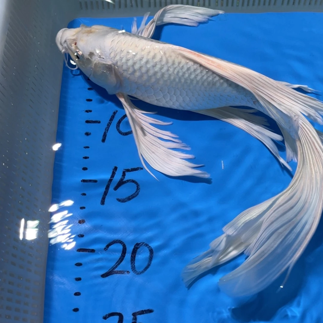 锦鲤蝴蝶锦鲤锦鲤包邮