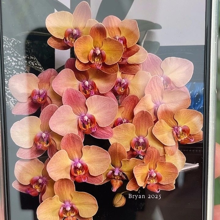 完全开放处理落日宝珠2.8寸掉底叶凑单款