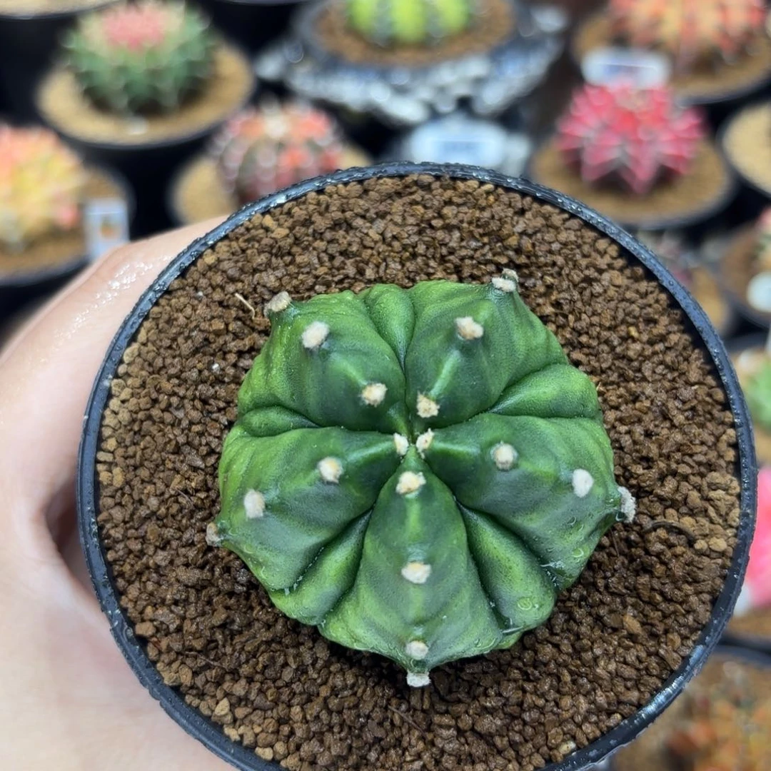 5.4cm超肥 五棱五腹棱