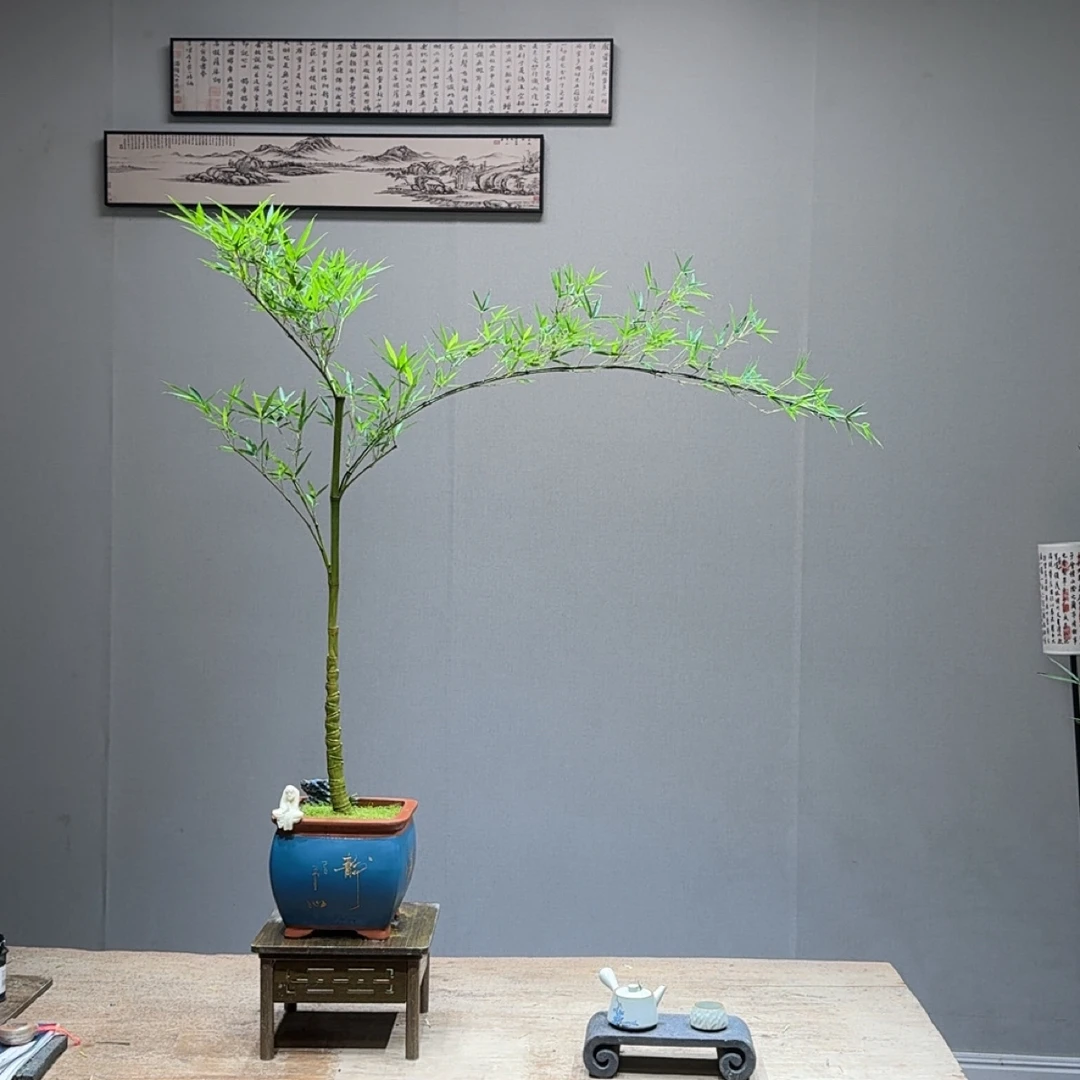精品龙鳞竹盆景 茶室意境款竹盆景，11-1511202款【少东家手艺盆景】
