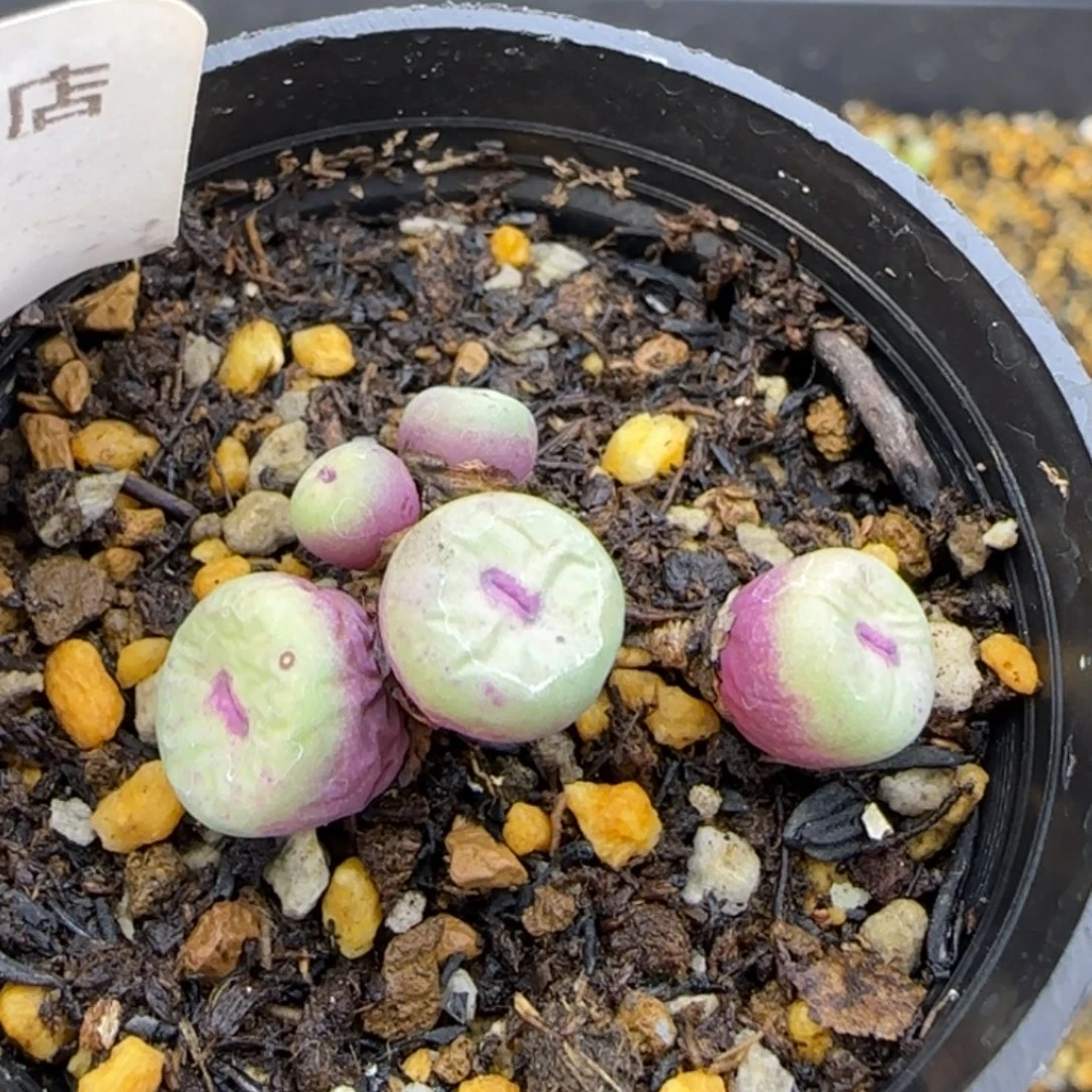 9280。默认脱土。18包邮。偏远88包邮