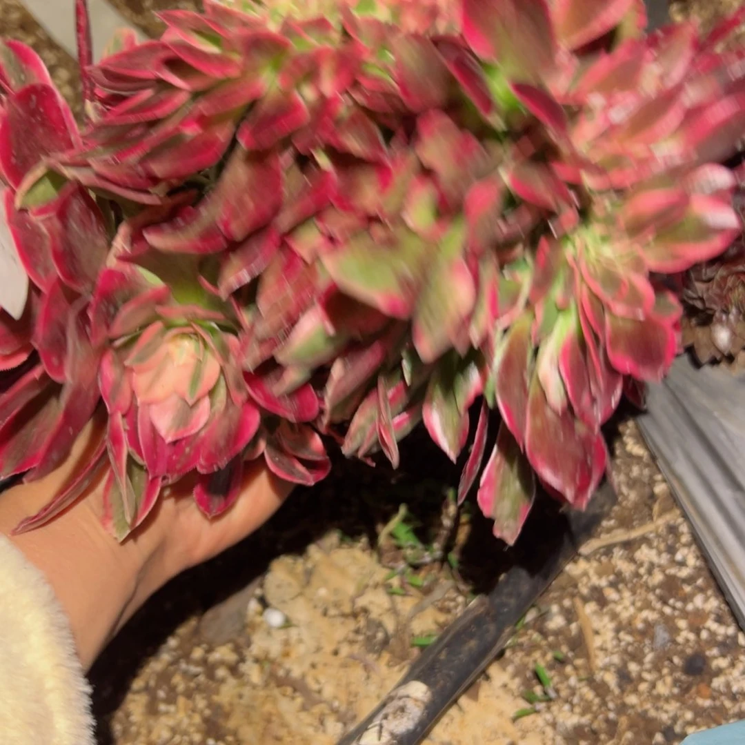 760 号多肉植物法师新年福利