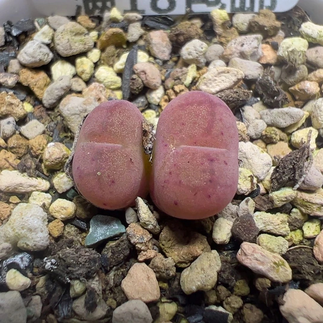 【闪购商品】 136。