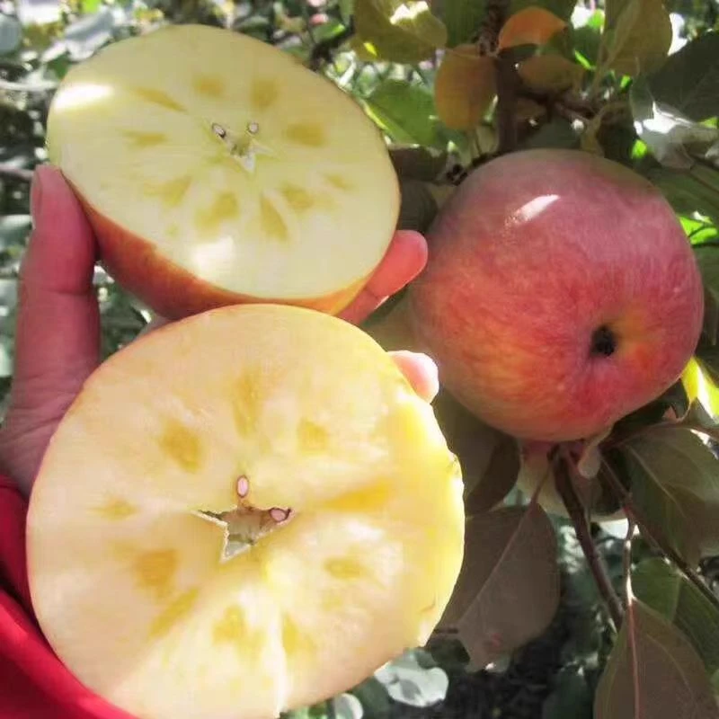 【乌鲁木齐直发】正宗新疆阿克苏苹果冰糖心新鲜水果当季整箱包邮