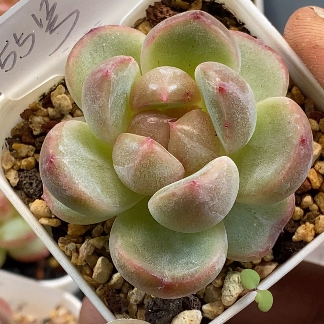 天官赐福百无禁忌