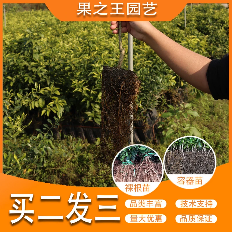 果之王【常规品种】-【到手3棵】--重庆果之王轻基质容器苗取土苗直发