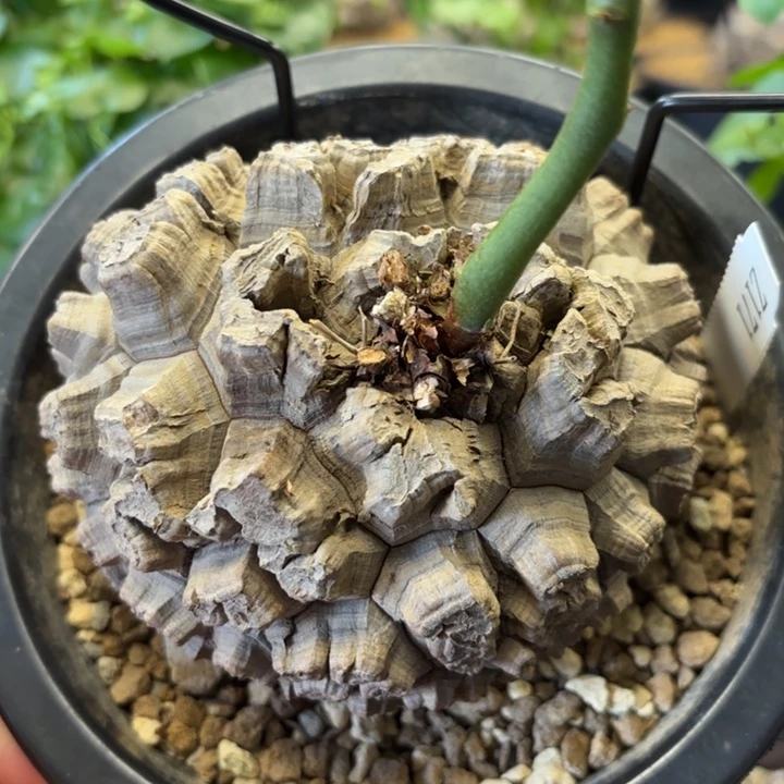 171日系龟甲龙不退不换