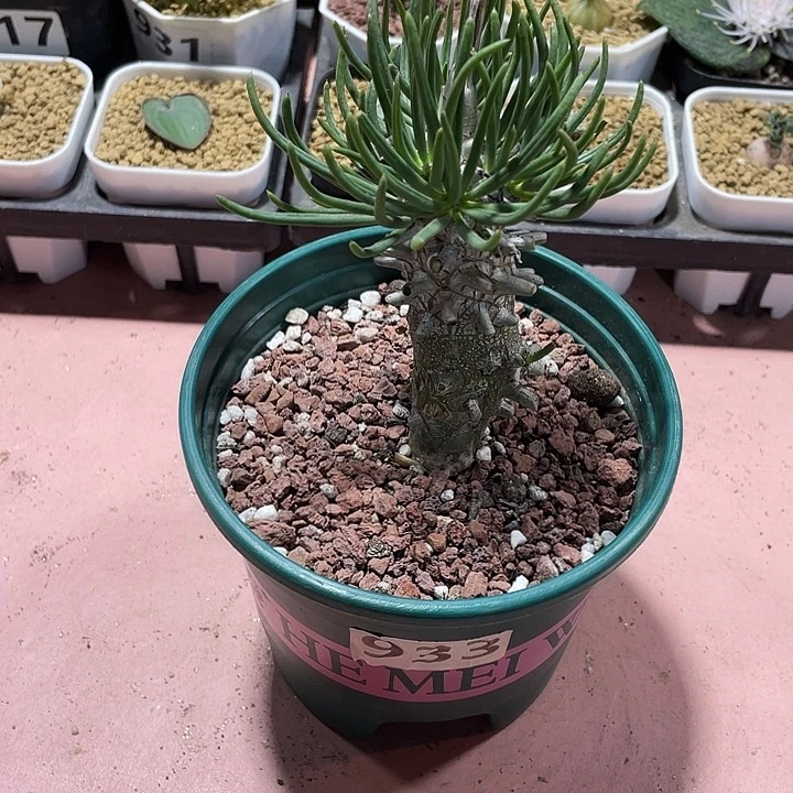 933奇峰锦钟馗块根