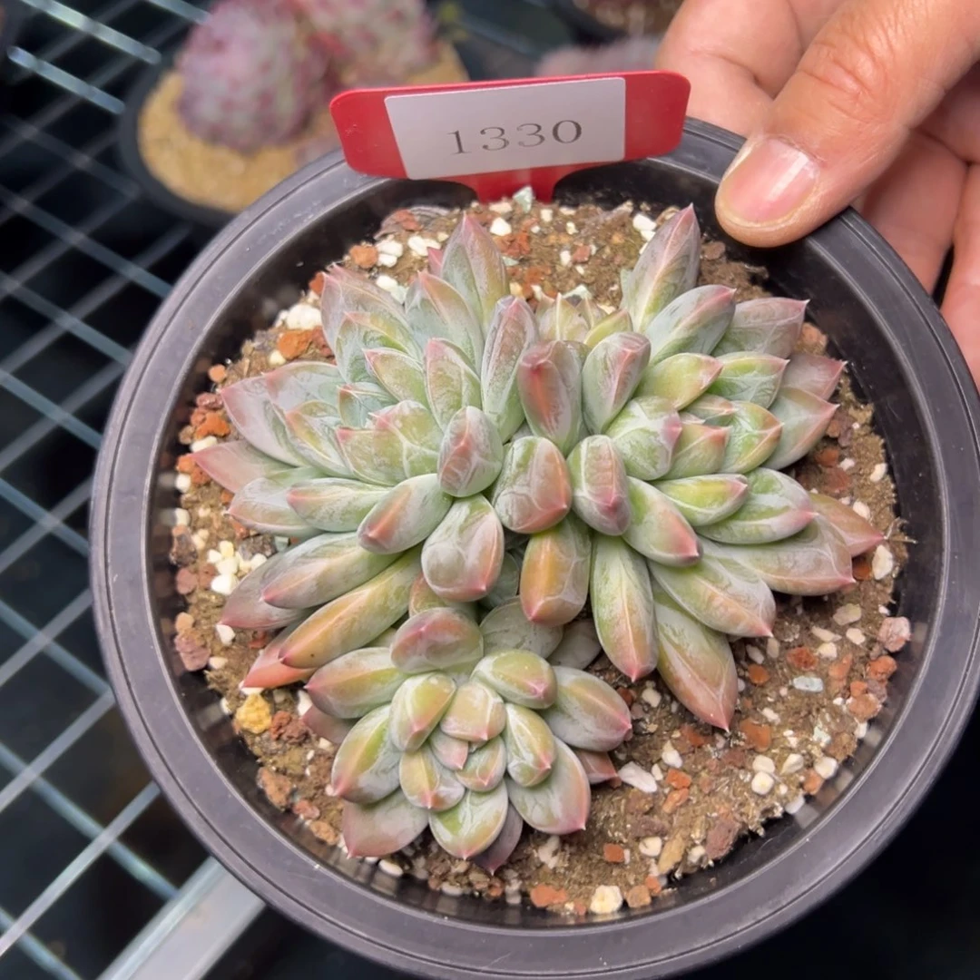 岁**s1330肉多么多哦哦肉