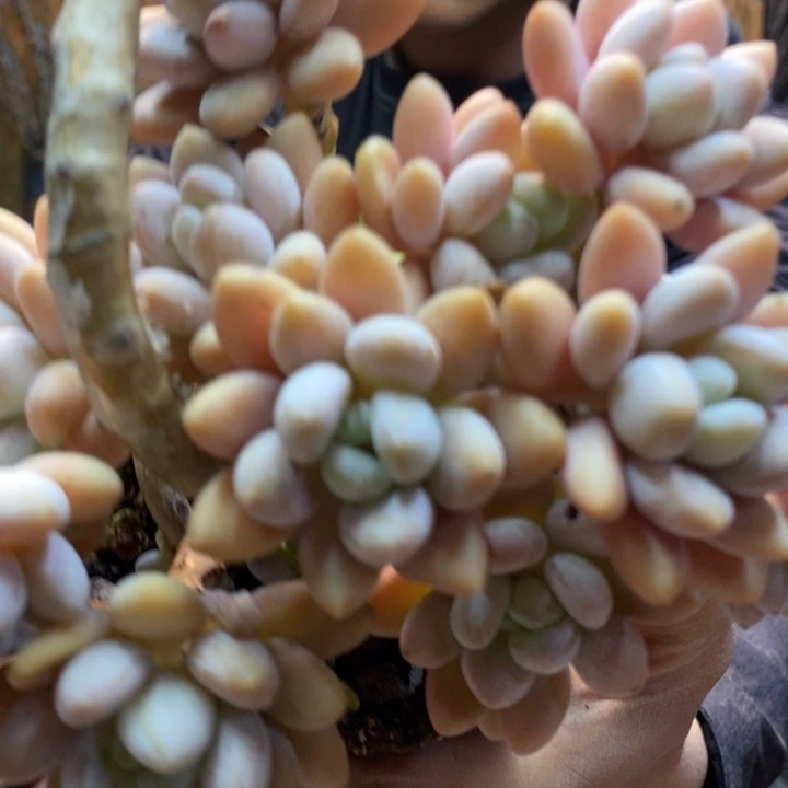 纯****615号洛神多肉植物