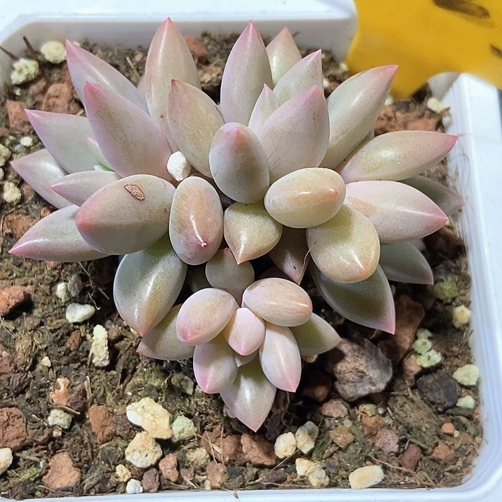 多肉植物车厘子1623