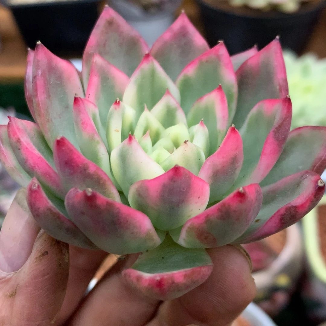 星***河南塔姐姐姐姐姐姐