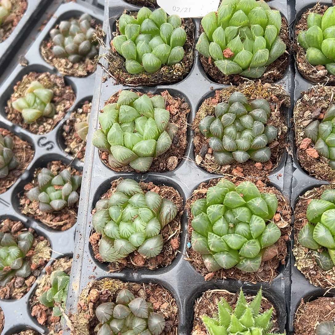 直播福利一物一拍79