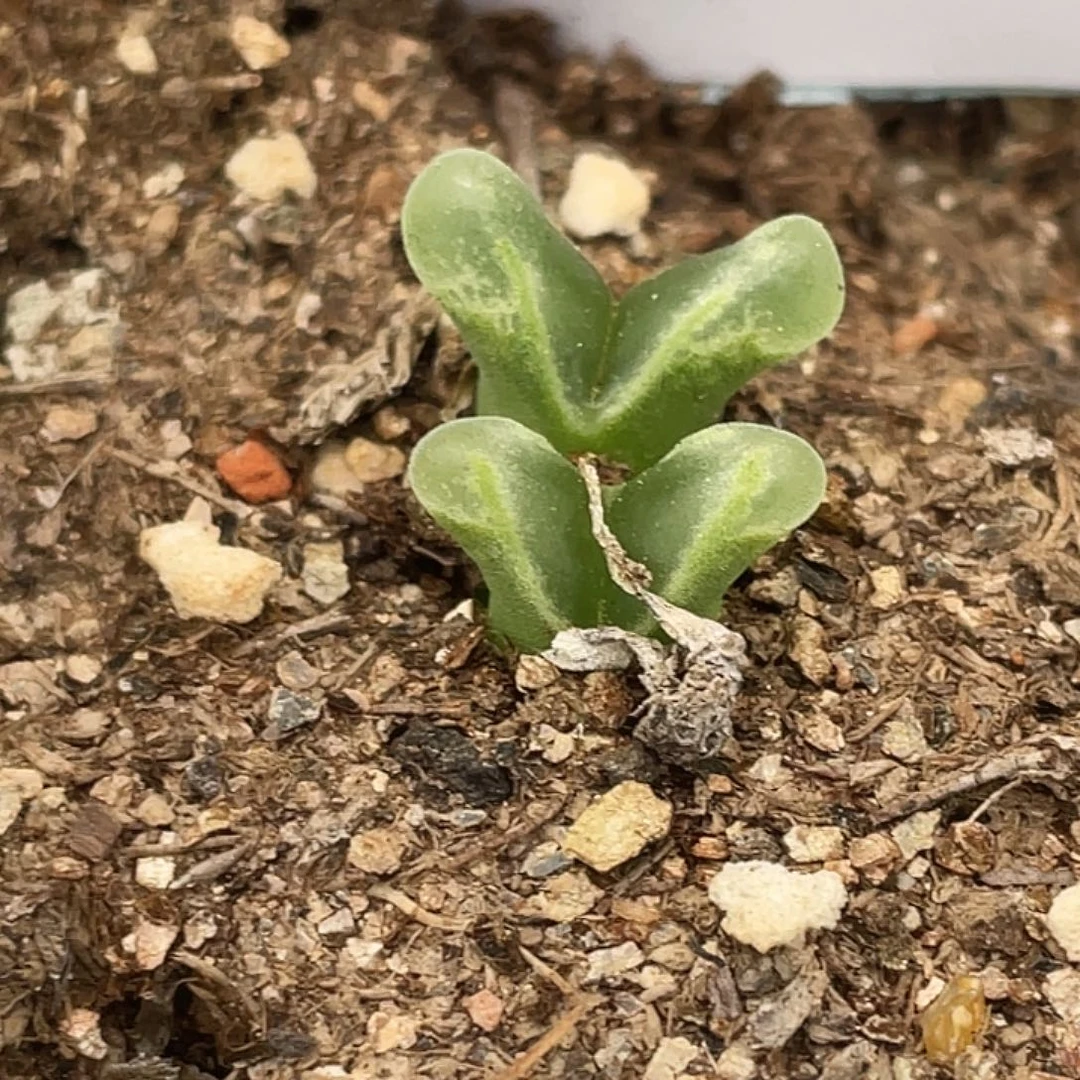 23-118风铃多肉植物