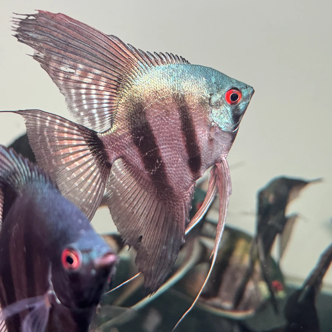 明天小鱼神仙燕鱼亚马逊绿洲热带淡水观赏鱼耐活易养适合草缸群游