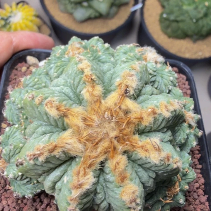 十五头的老花群生