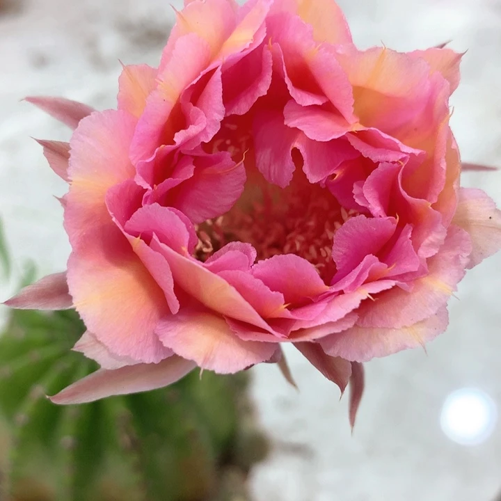 无花朵435彩草 微瑕疵