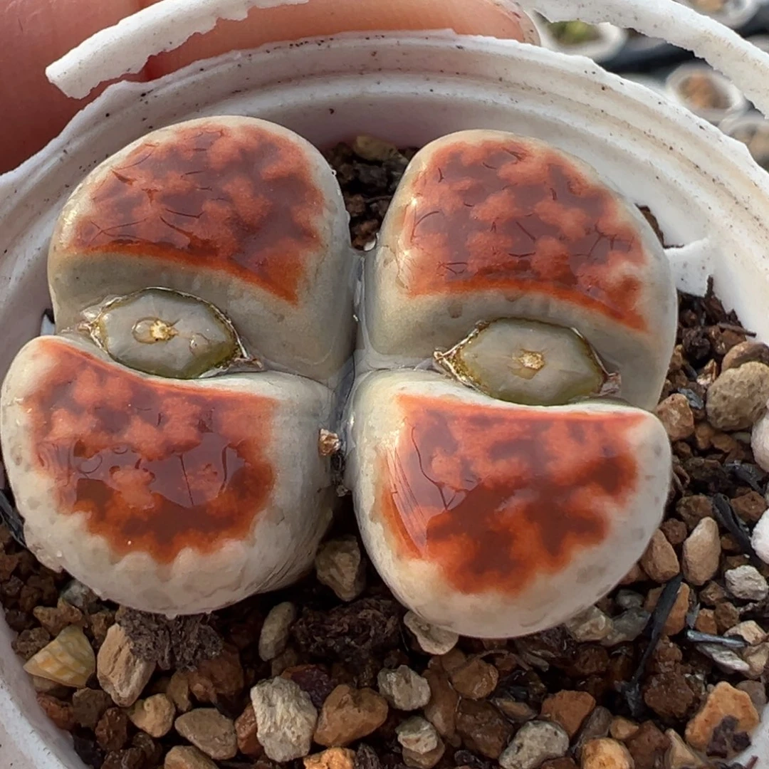 多肉植物百科3948