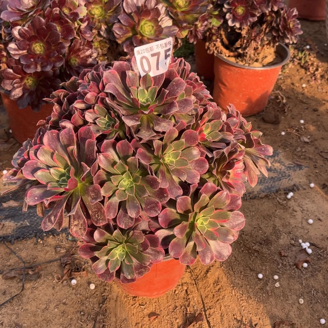 金丝雀075不包断枝