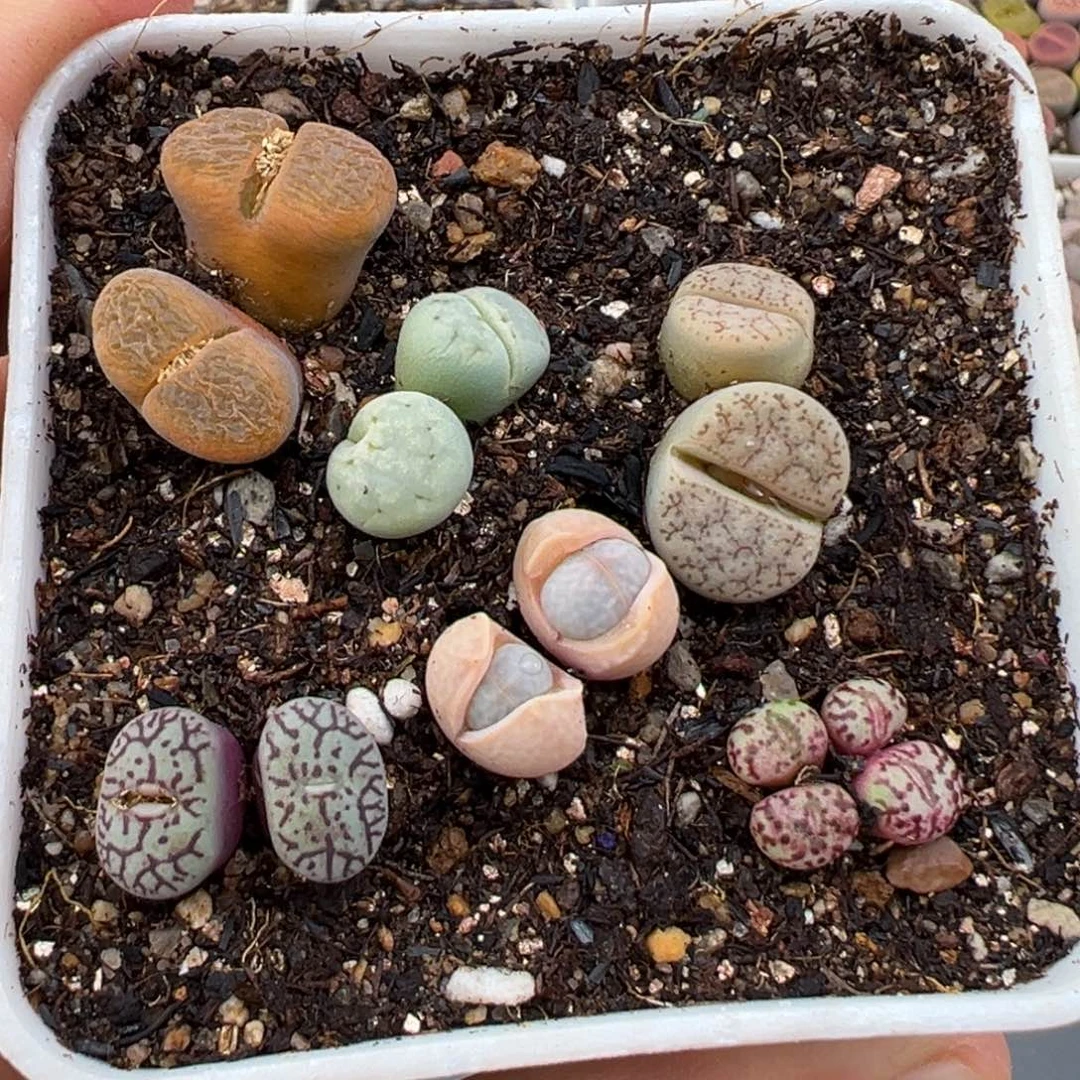 1.22好看的多肉125