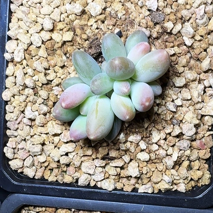 X系列美人新品 一物一拍