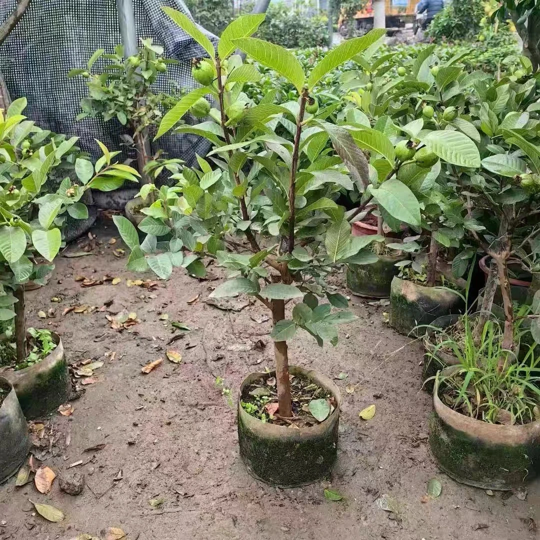 【一物一拍】四季奶香胭脂红珍珠白心西瓜红绿植盆栽可种植