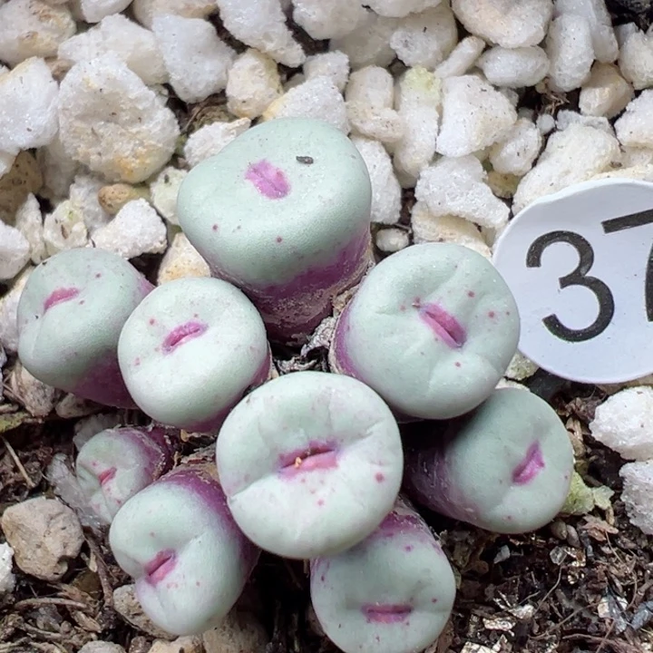 37干11111111111111111