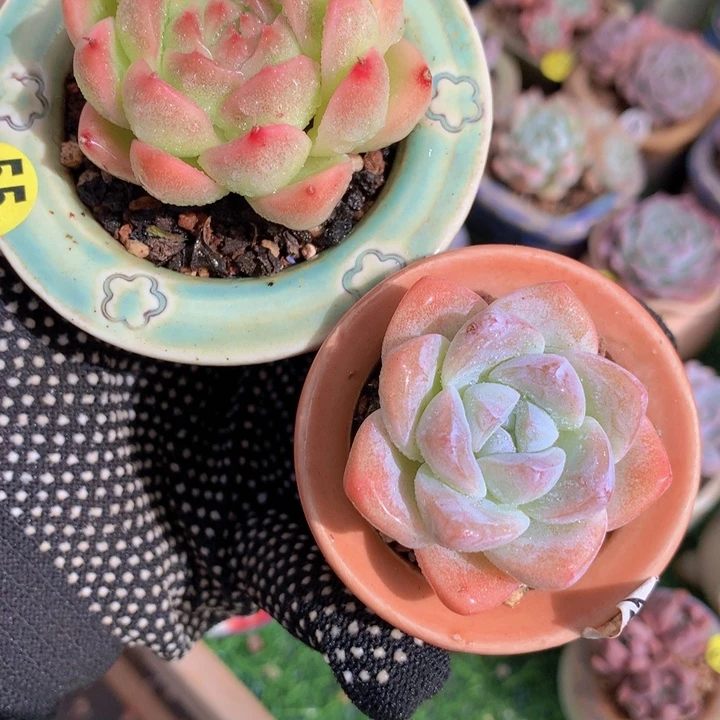 麦秆   冰玉  带盆