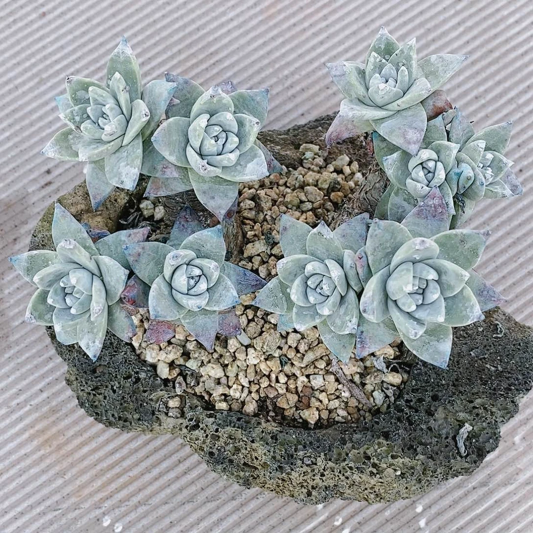 【闪购商品】哈哈哈大花朵多肉2126