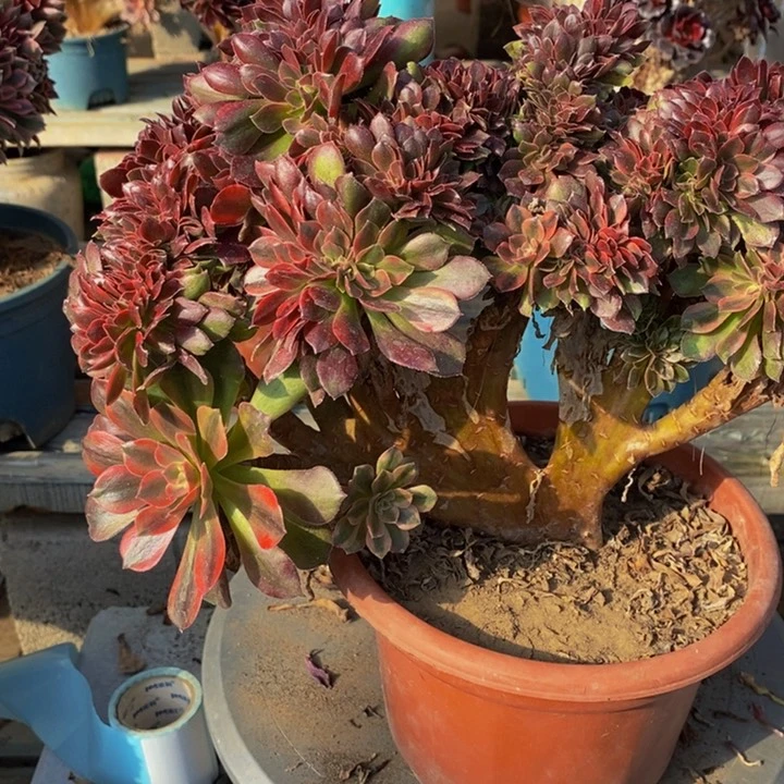 八*后雅典娜多肉1颗1颗