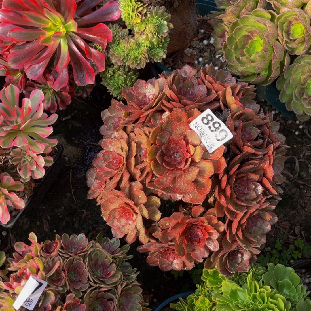 千面男爵法师5-1¥