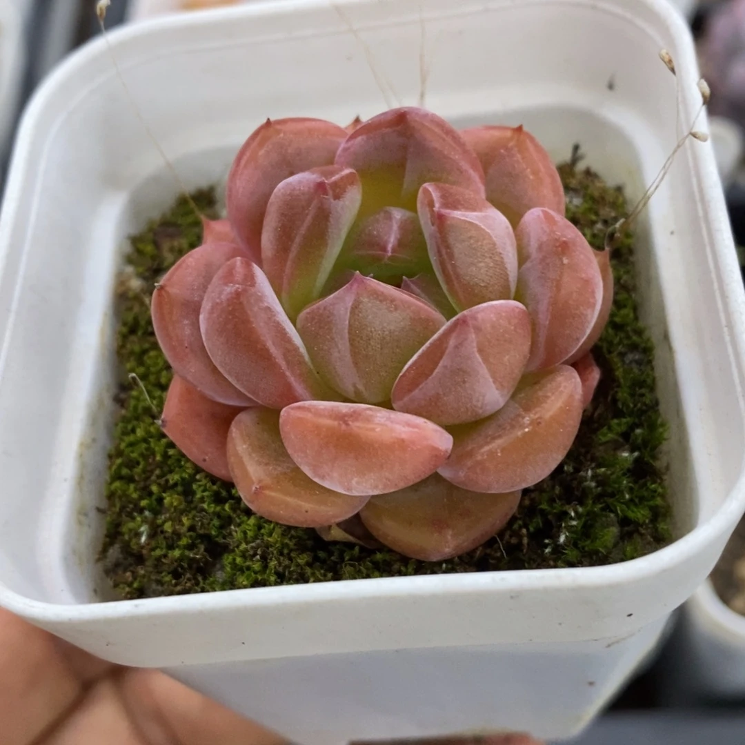 精品多肉一物一拍不包整226