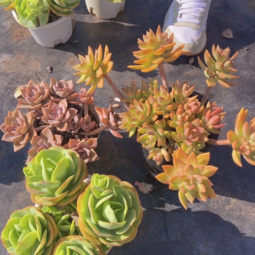 布丁，中国初恋，三头鸡蛋碧桃各一