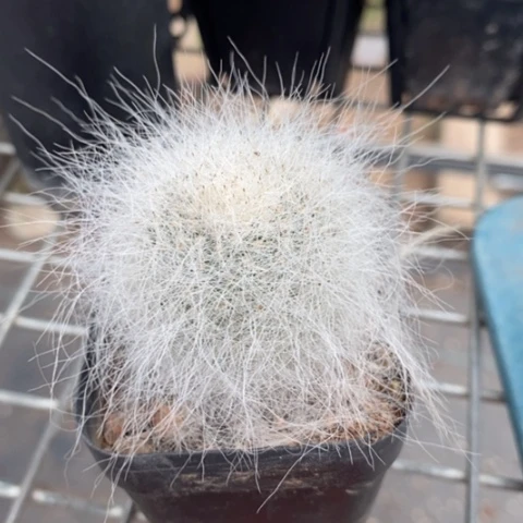 雪猿玉翁4仙人球