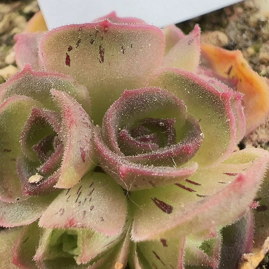 无花朵HR908福利捡漏不知名群