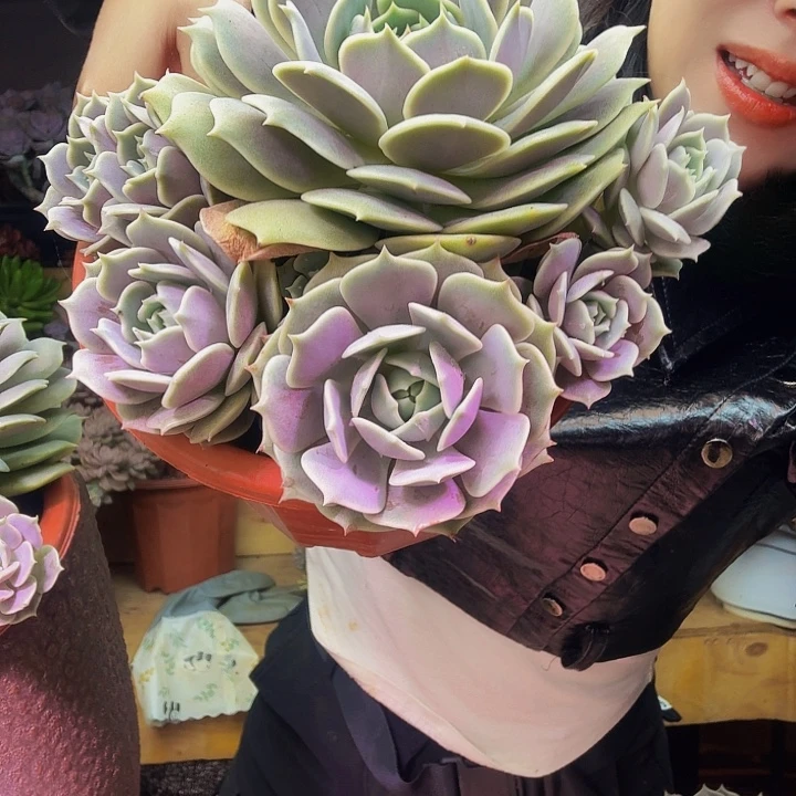 亦***天露那连多肉植物好看