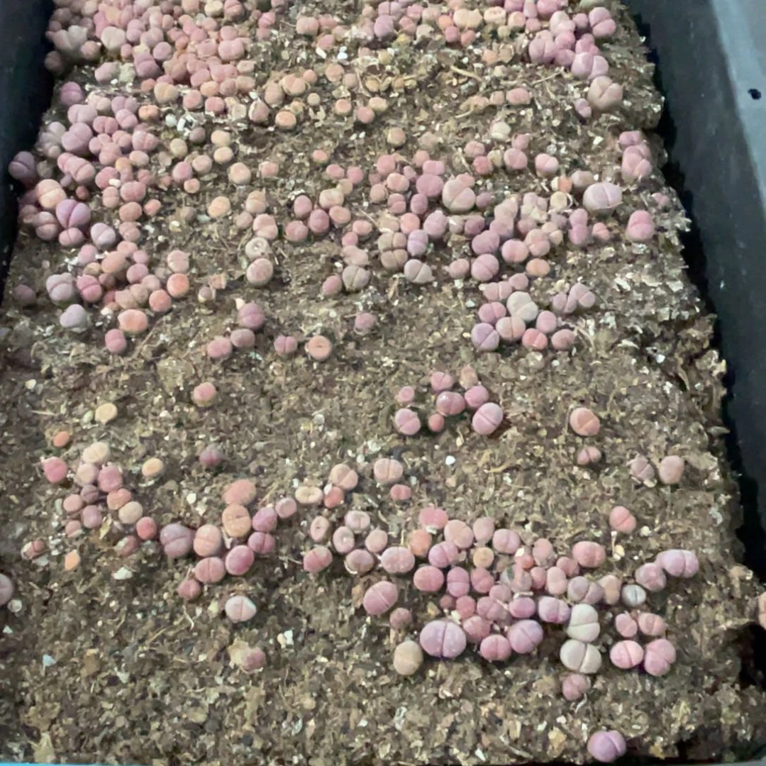 果***，2011筐福利不售后