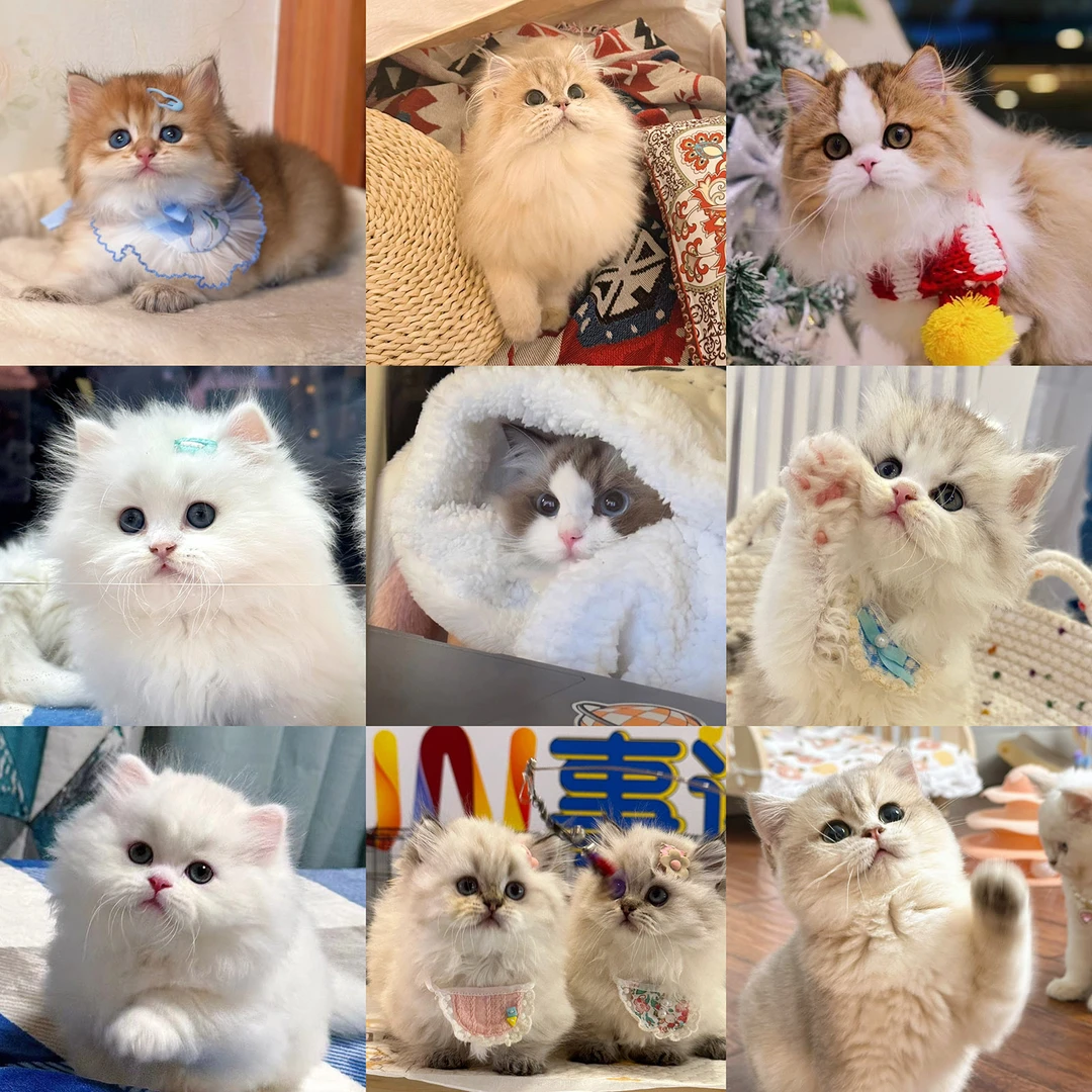 奶糖家熊版金渐层小猫咪