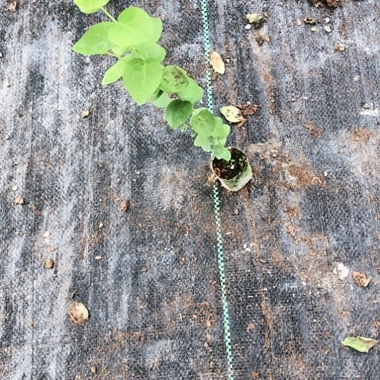 苔藓苗儿5颗我福利无售后。