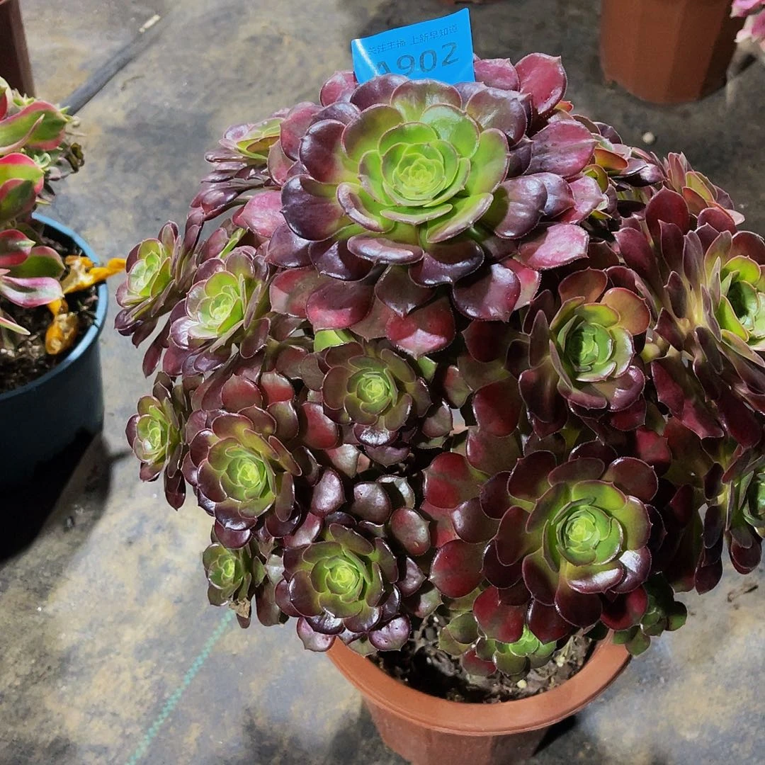 R**R秋紧原液902福利