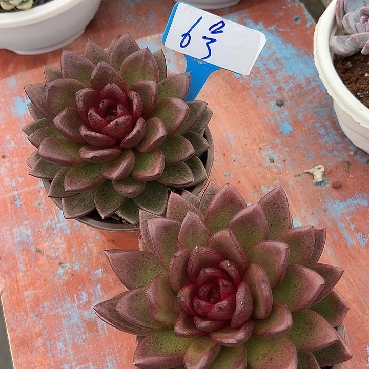 6号风佩一个脱土多肉