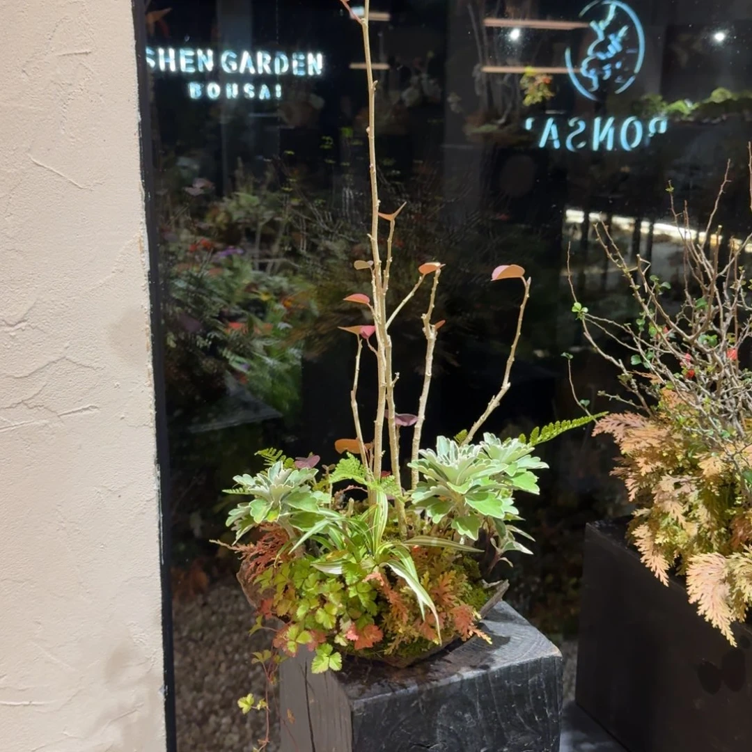 ˊ***圆全部花朵山野草日本鞍马石