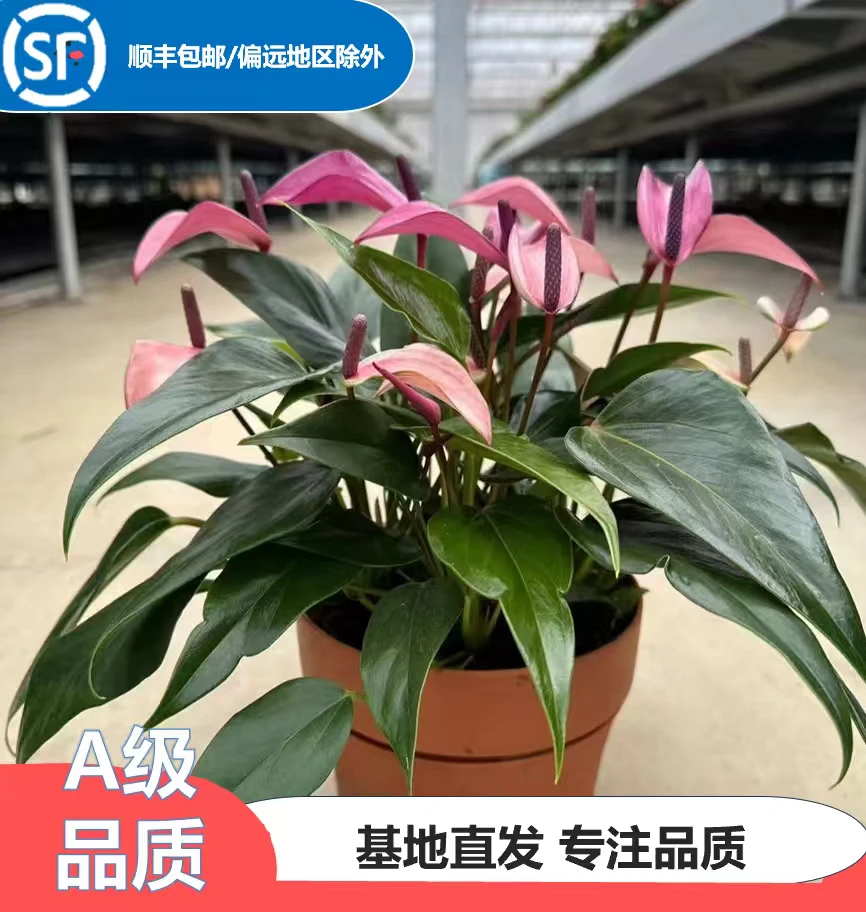 紫掌齐祖桌面懒人吸水盆鸿运当头四季开花10-20朵花